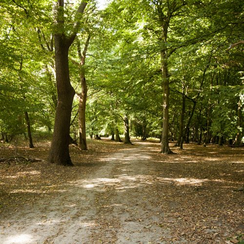 20160921-Havering-Dagham-Park-Autumn-Woodland-Path-DSC_8626