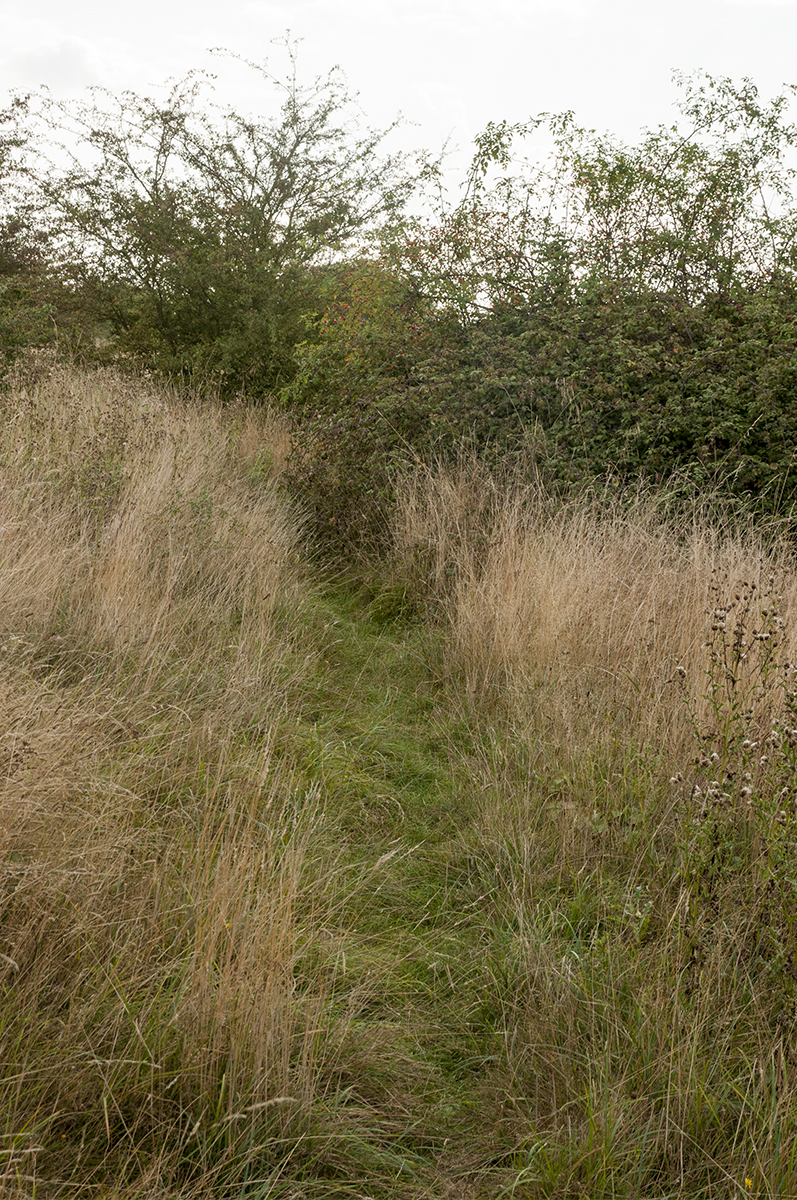 20160921-Havering-Tylers-Common-Autumn-Lonely-path-1-DSC_8655