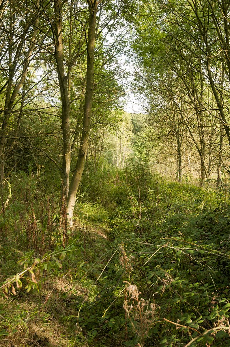 20160921-Havering-Tylers-Common-Autumn-Overgrown-path-DSC_8667