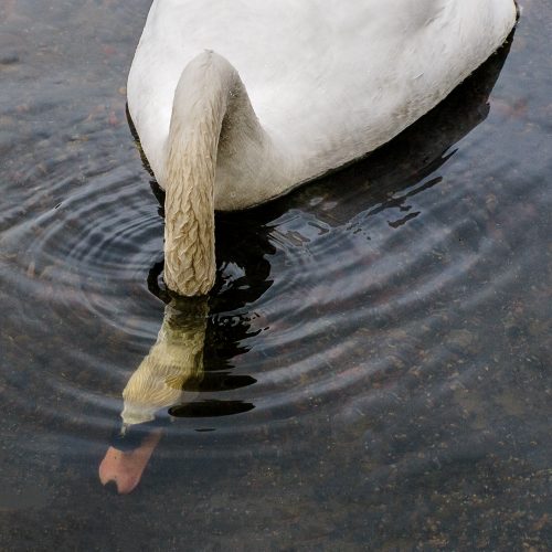 Hampstead-Ponds_Feeding-Swan