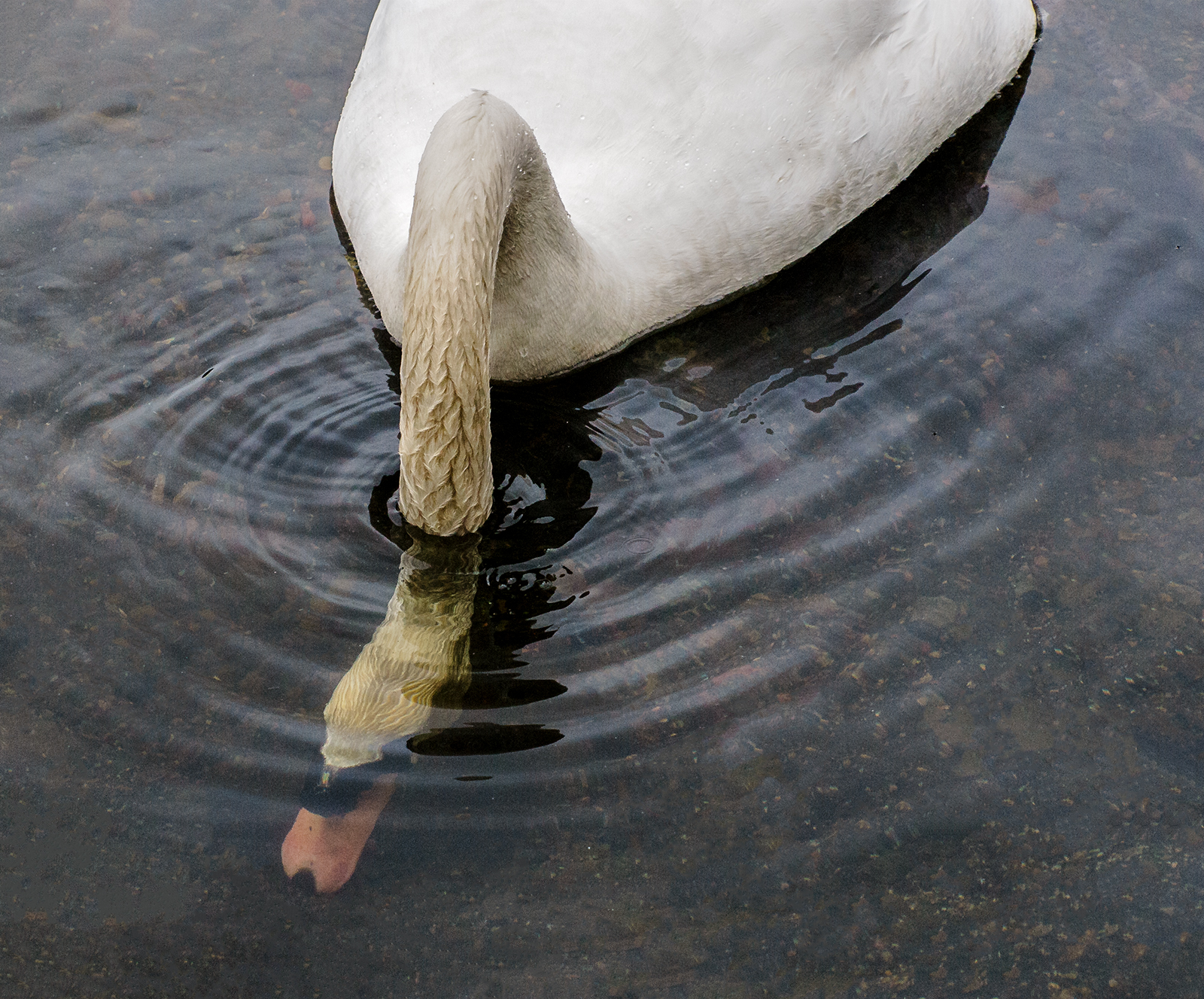 Hampstead-Ponds_Feeding-Swan