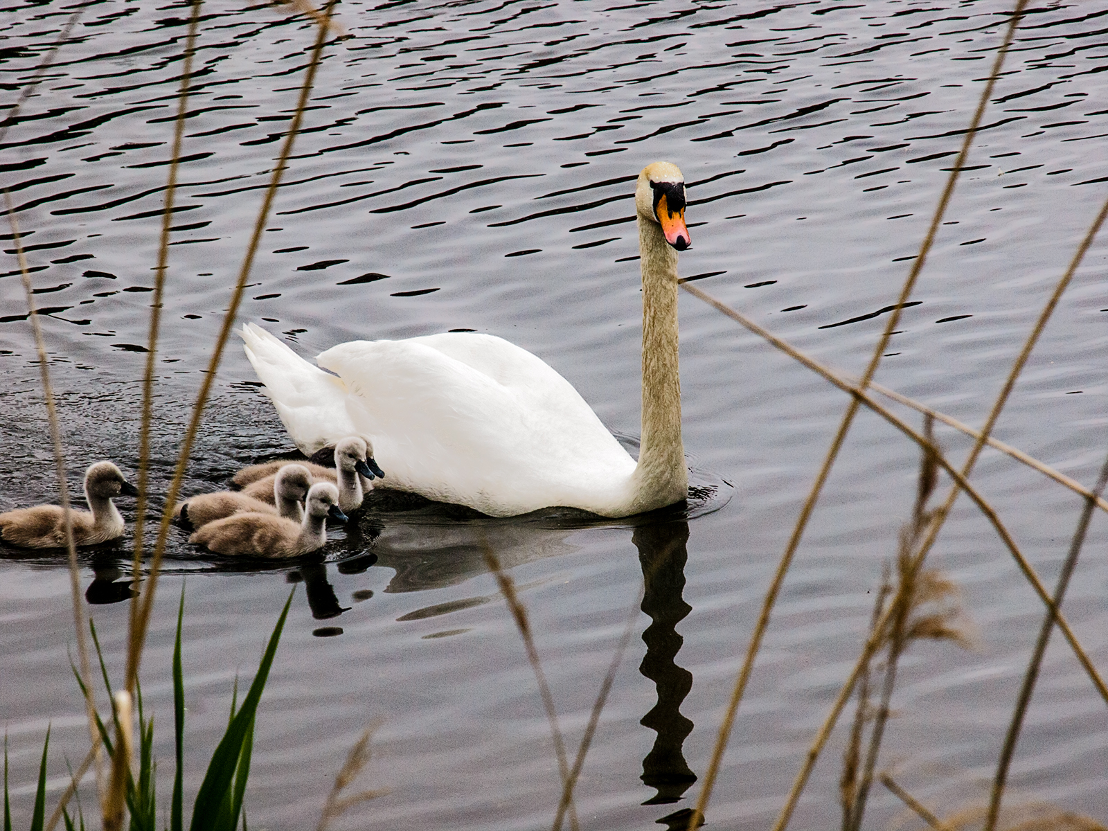 Hampstead-Ponds_Swan-Cygnets