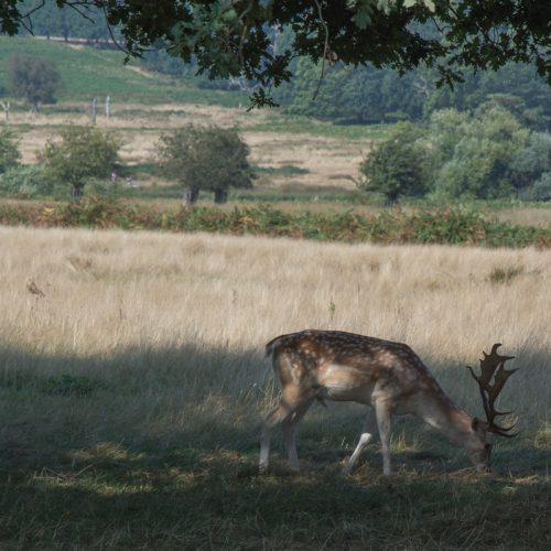 deer-in-richmond-park
