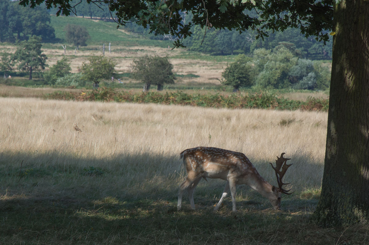 deer-in-richmond-park