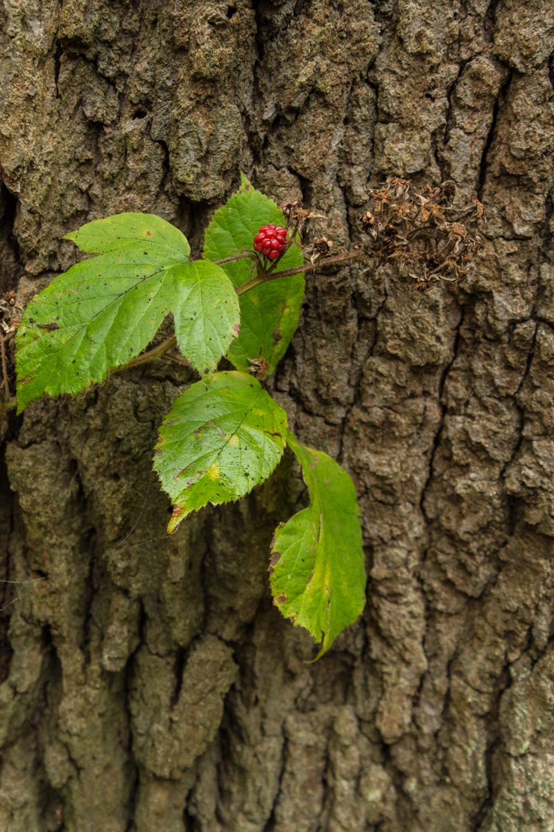 161030_Haringey_QueensWood_-2