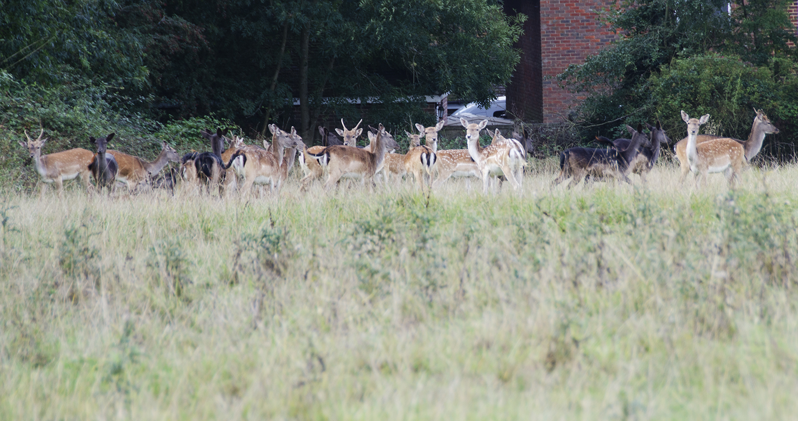 2016-06-21-Havering_Dagnam-Park_Autumn_Fauna-Close-to-habitation-but-camera-shy