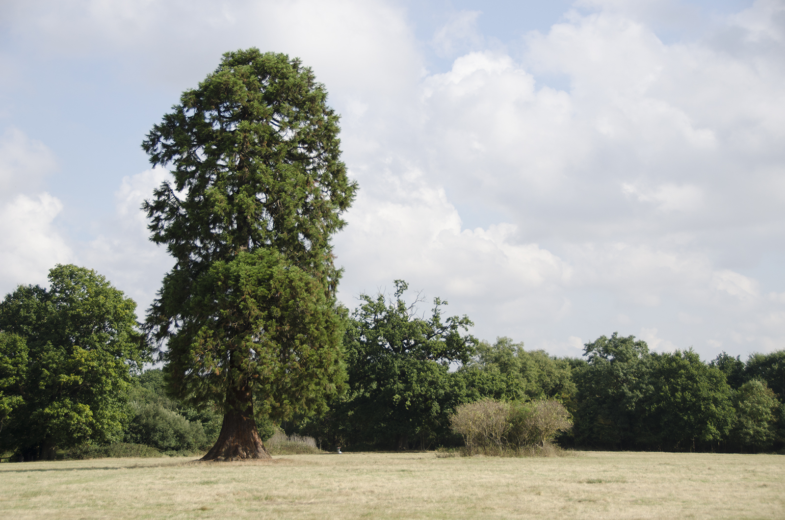 2016-06-21-Havering_Dagnam-Park_Autumn_Landscape-Trees