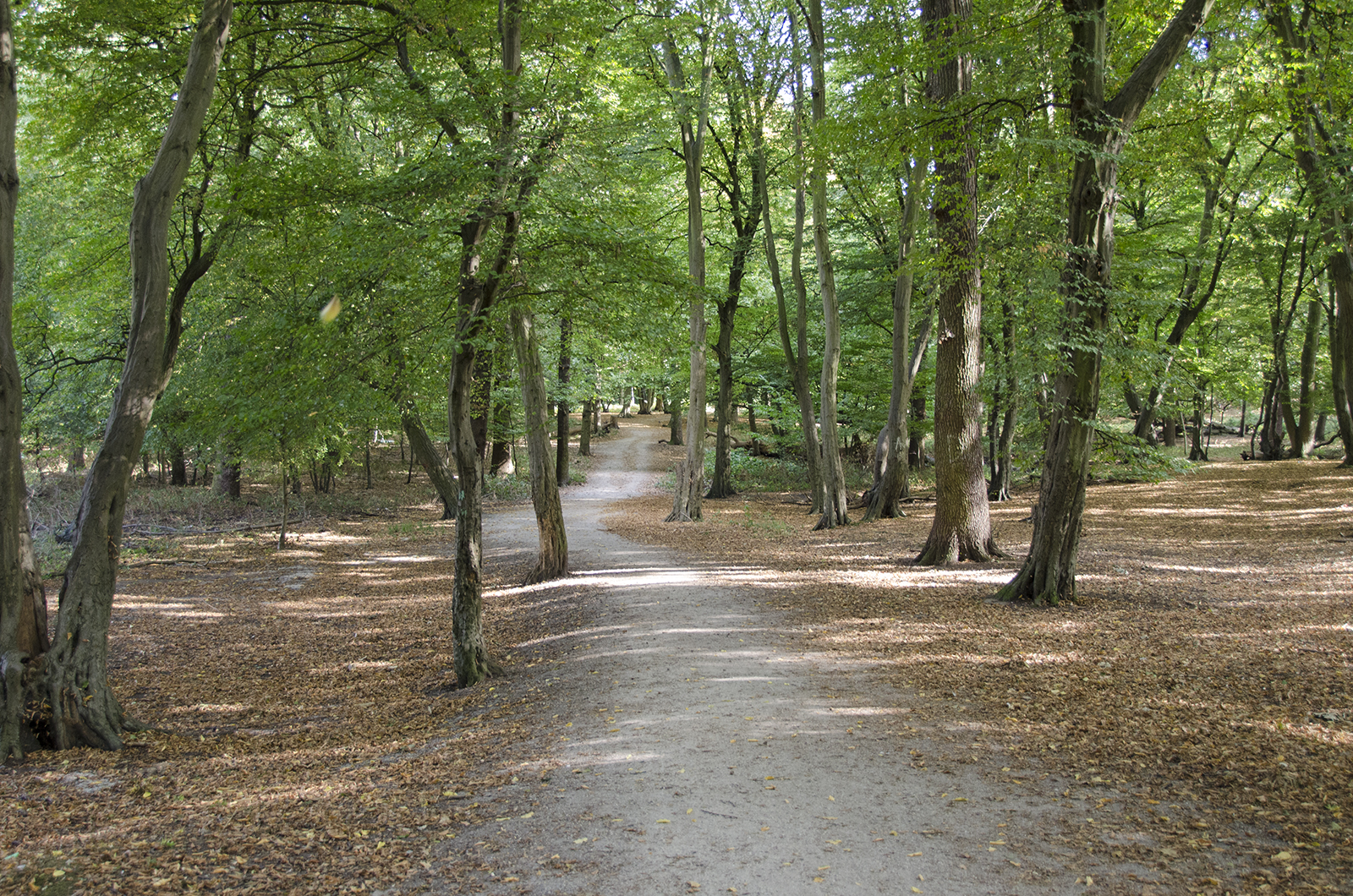 2016-09-21-Havering_Dagnam-Park_Autumn_Landscape-Signs-of-Autumn