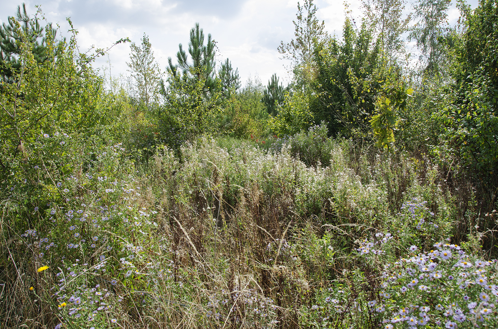 2016-09-21-Havering_Harold-Court-Woods_Autumn_Flora-Food-for-wildlife