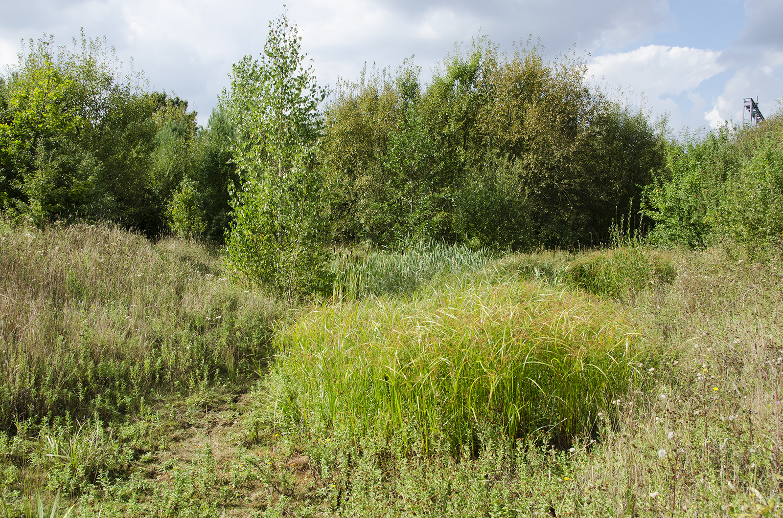 2016-09-21-Havering_Harold-Court-Woods_Autumn_Landscape-New-plantations