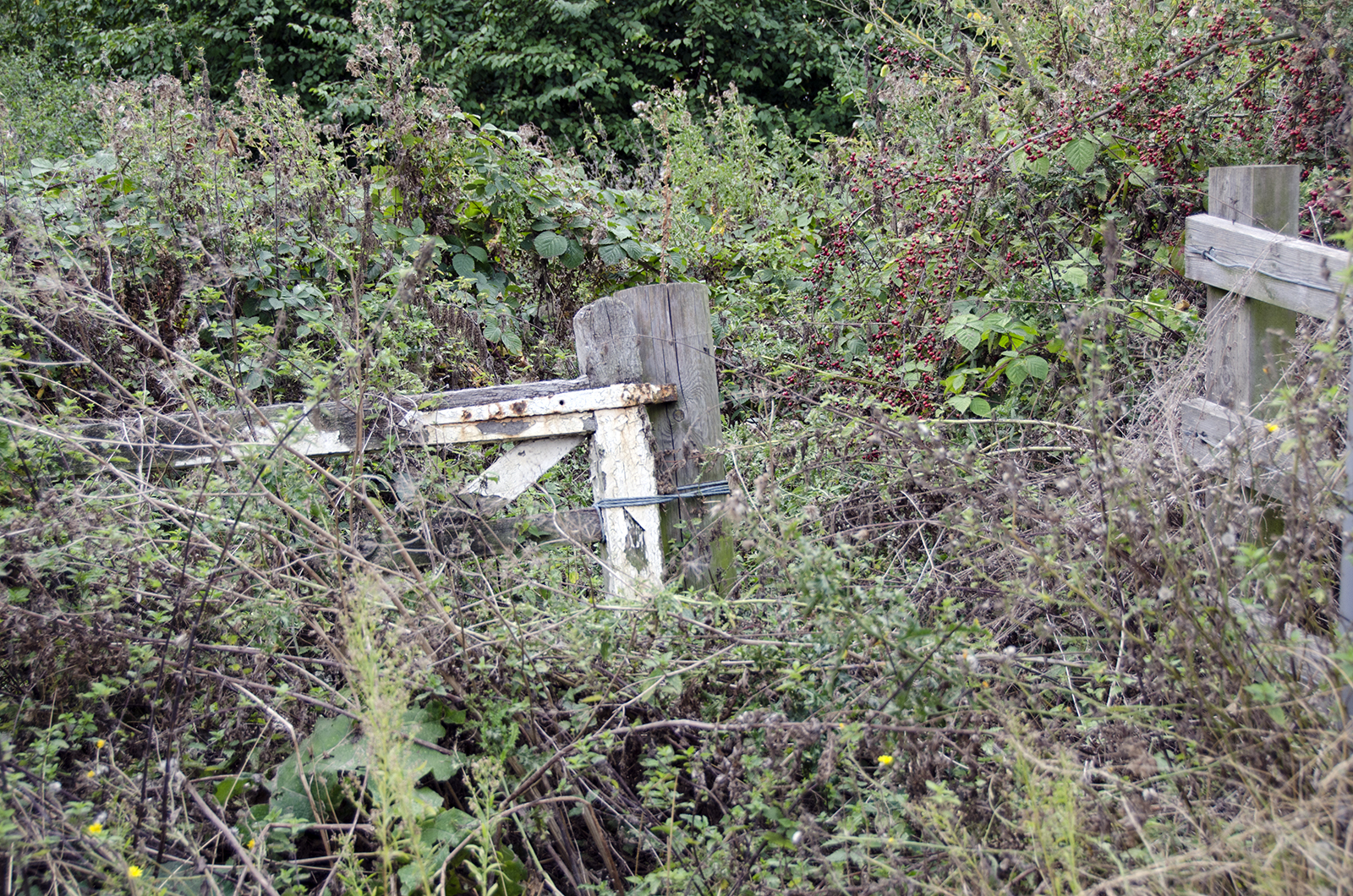 2016-09-21-Havering_Pages-Wood_Details_Autumn-Path-closed