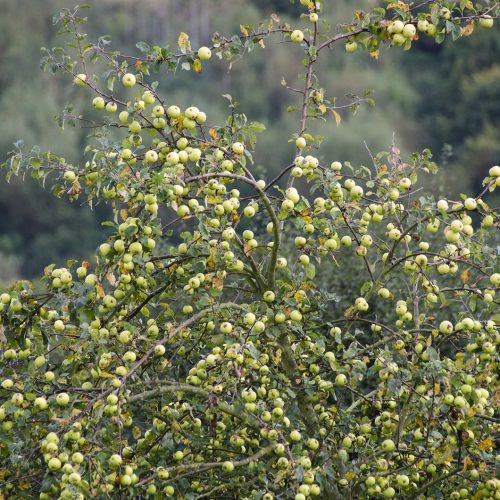 2016-09-21-Havering_Tylers-Common_Autumn_Flora-Wild-Apples