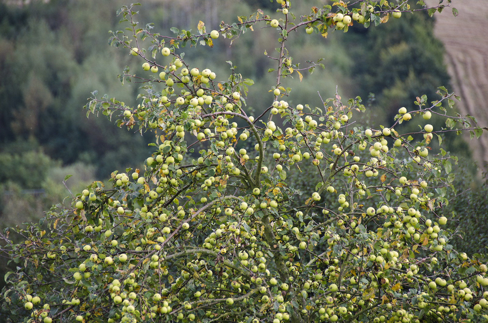 2016-09-21-Havering_Tylers-Common_Autumn_Flora-Wild-Apples