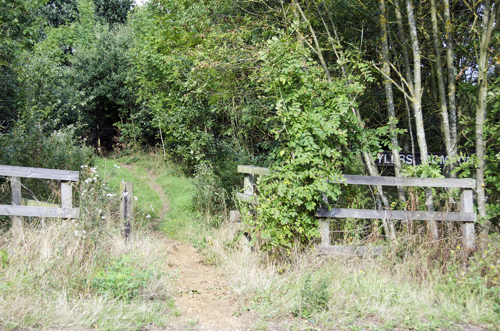 2016-09-21-Havering_Tylers-Common_Autumn_Landscape-Into-the-forest