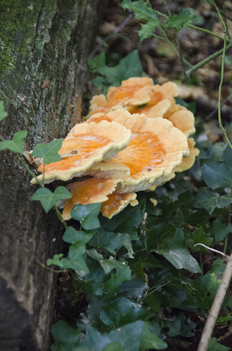 2016-09-28-Barnet_Big-Wood_Flopa_Autumn-Fungi