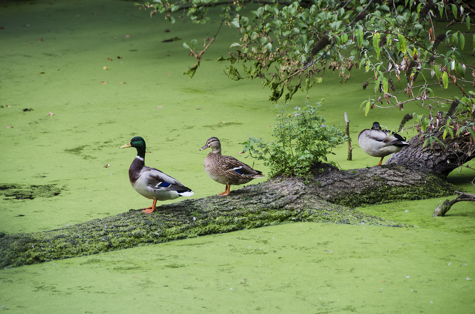 2016-09-28-Barnet_Brent-Park_Autumn_Fauna-Three-in-a-row