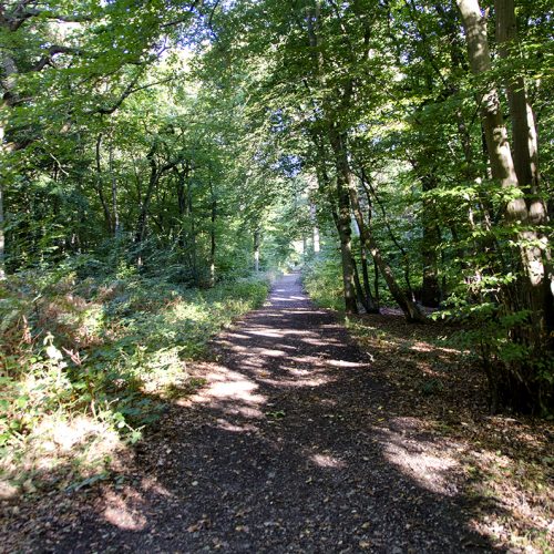 2016-10-03-Hillingdon_Mad-Bess-Wood_Autumn_Landscape