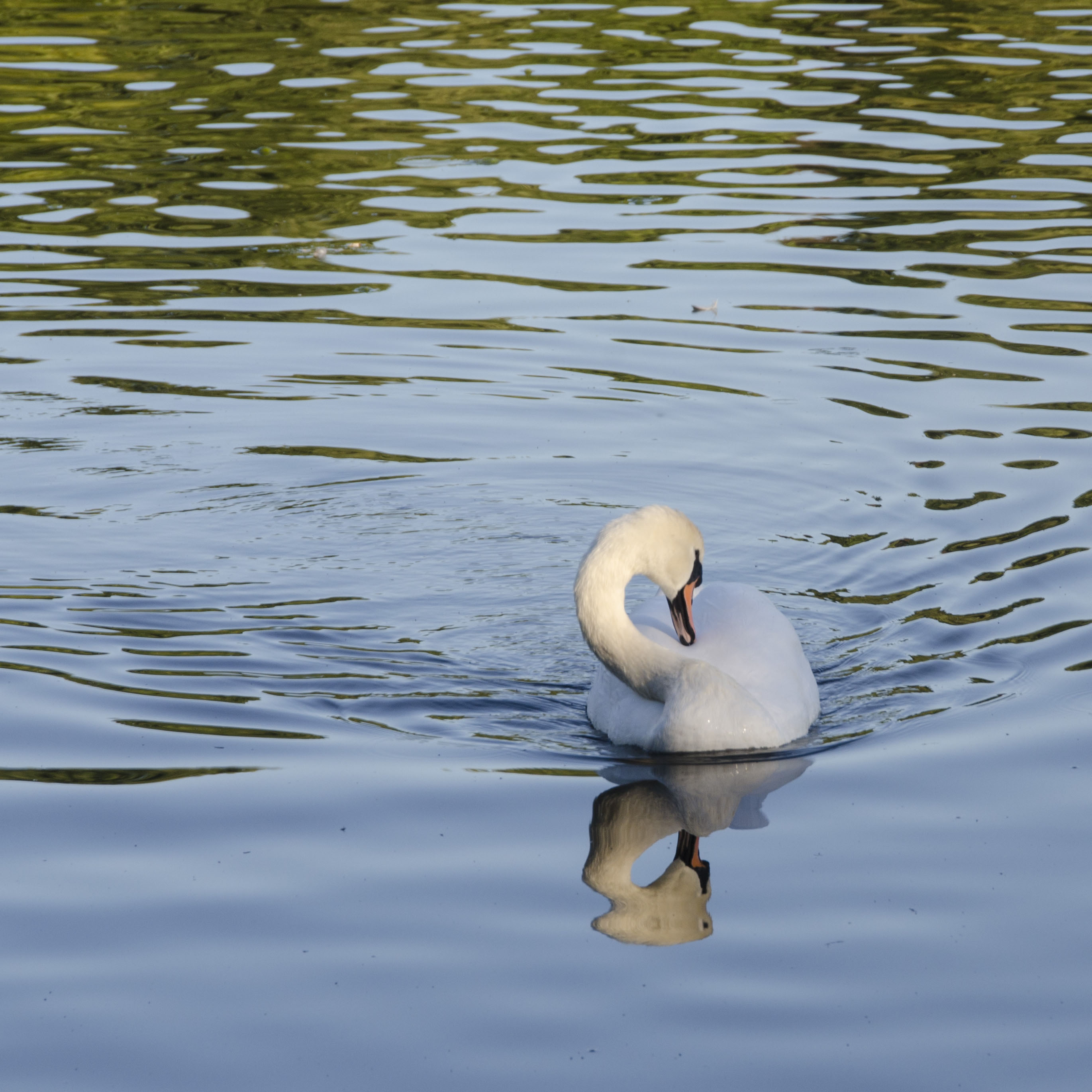 2016 10 03 Hillingdon_Ruislip Lido_Autumn_Fauna Swan small