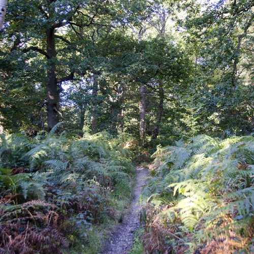 2016-10-03-Hllingdon_Young-Wood_Autumn_Landscape