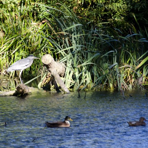 2016-10-05-Greenwich_The-Tarn_Fauna_Autumn-Heron-with-Ducks