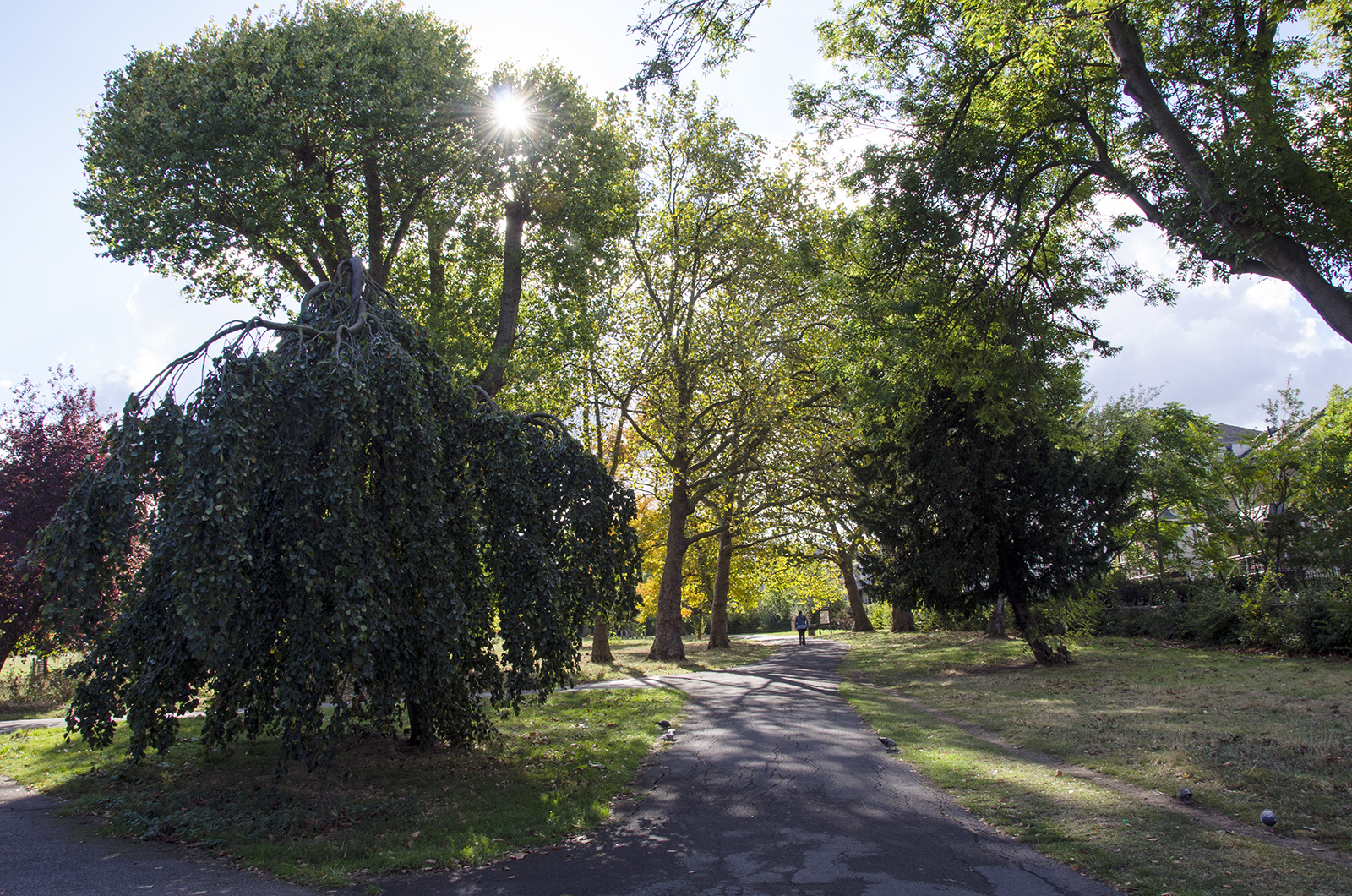 2016-10-11-Lambeth_Brockwell-Park_Autumn_Landscape-Path-invites-you