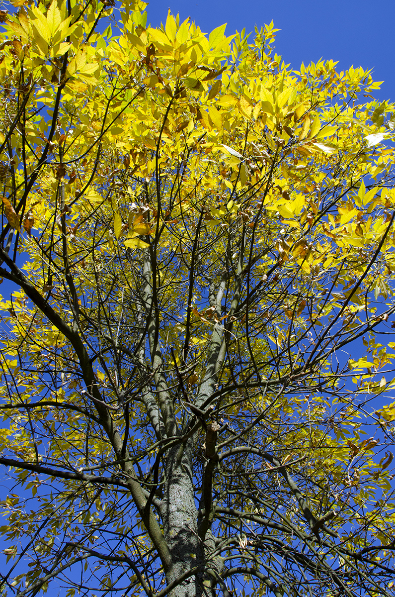 2016-10-11-Southwark_Dulwich-Park_Autumn_Flora-Foliage