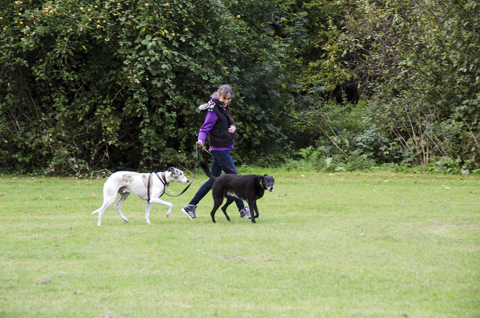 2016-10-13-Hillingdon_Pinn-Meadows_Autumn_Walking-the-Dogs