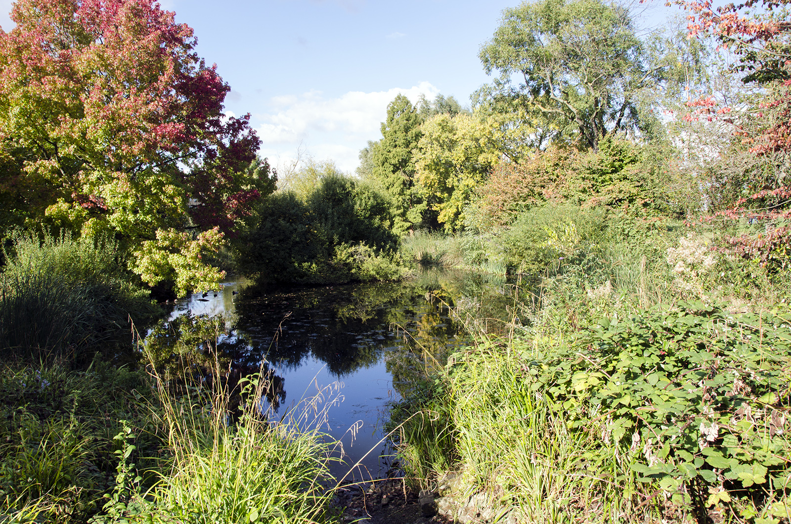 2016-10-13-Lambeth_Brockwell-Park_Autumn_Landscape-Ponds-showing-autumn-colour