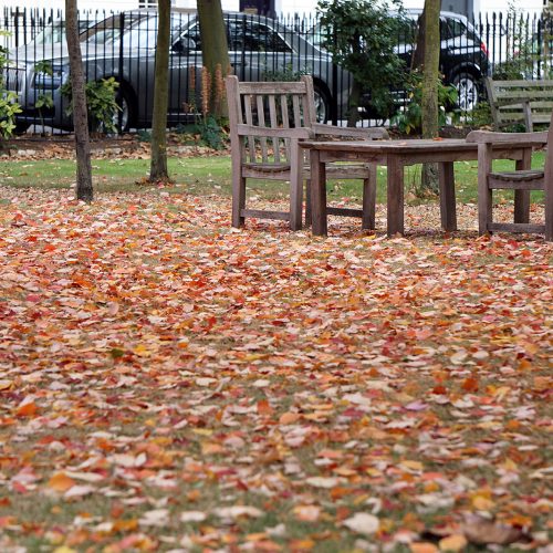 2016-10-15-Kensington-and-Chelsea_City-Square_Autumn_Detail-Paultons-square-Waiting-for-Spring-again