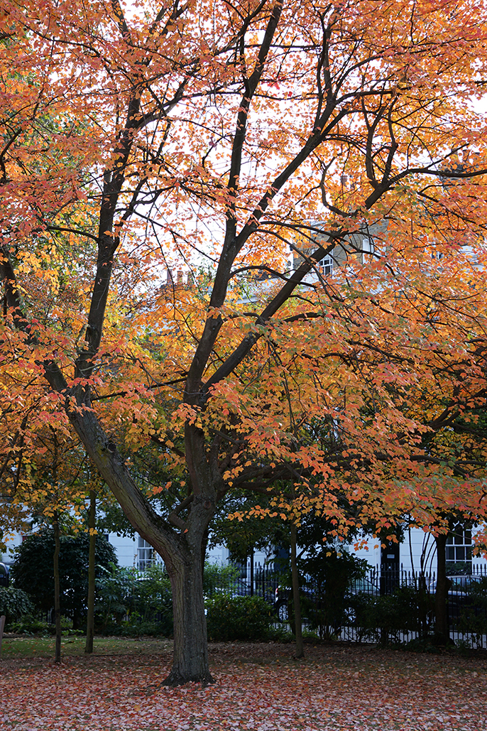 2016-10-15-Kensington-and-Chelsea_City-Square_Autumn_Flora-Autumn-Colour-in-Paultons-Square