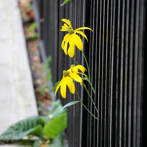 2016-10-15-Kensington-and-Chelsea_City-Square_Autumn_Flora-Escaping-from-Paultons-Square