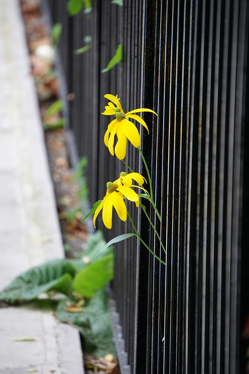 2016-10-15-Kensington-and-Chelsea_City-Square_Autumn_Flora-Escaping-from-Paultons-Square