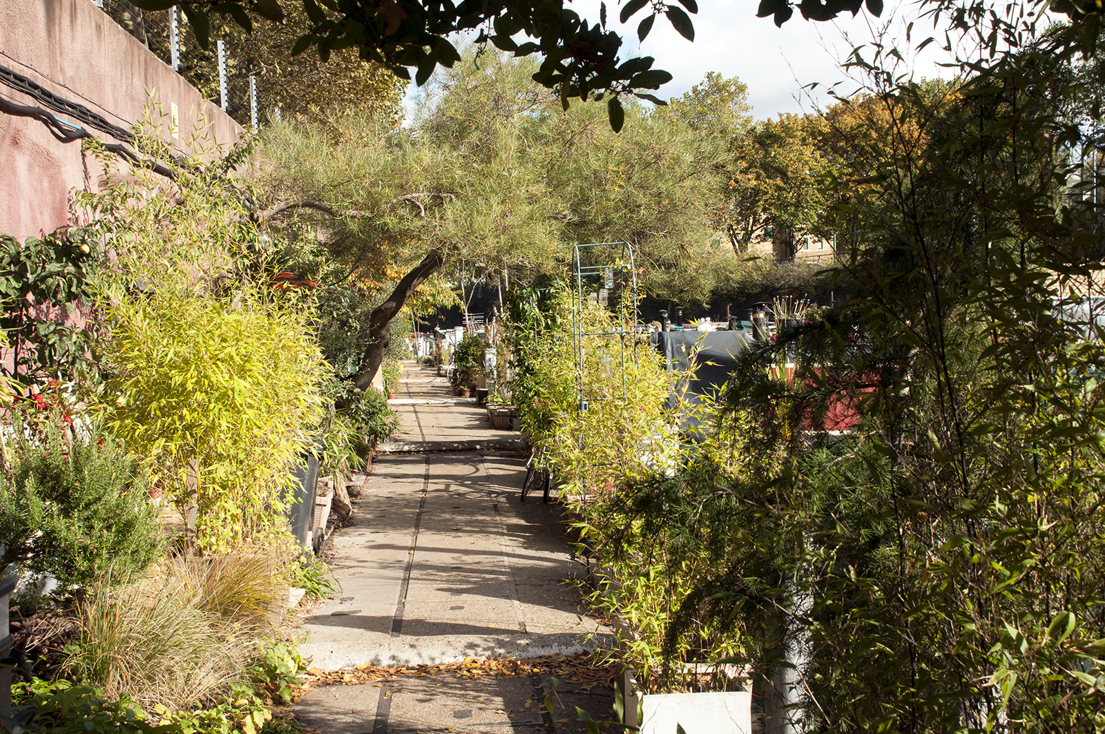 2016-10-18-Camden_Regents-Canal_Autumn_Flora-Narrowboat-Gardens-beside-the-Canal