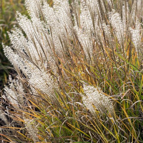 2016-10-21-Richmond_Barnes-Wetlands-Centre_Autumn_Flora-Grasses