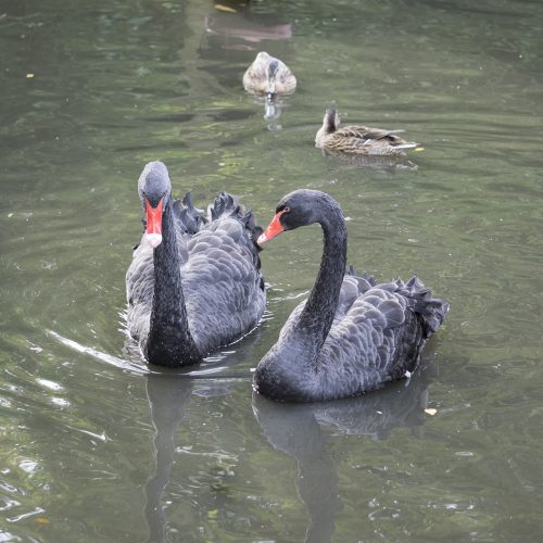 2016-10-21-Richmond_Barnes-Wetlands-Centre_Fauna_Autumn-Black-Swan-Signets