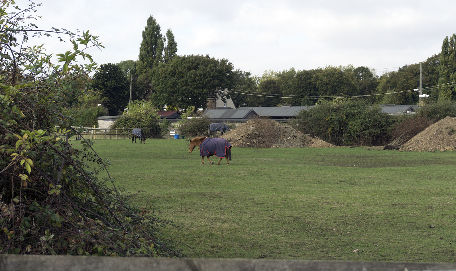 2016-10-26-Barking_Autumn_Eastbrookend-Country-Park_Flora-Hooks-Hall-Farm