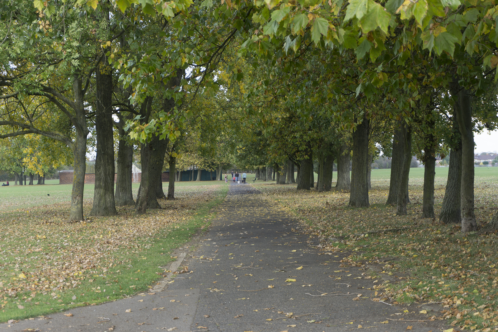 2016-10-26-Barking_Autumn_Eastbrookend-Country-Park_Landscape-Avenue-on-the-Playing-Fields-of-Central-Park