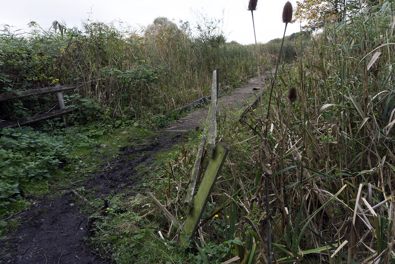 2016-10-26-Barking_Autumn_Eastbrookend-Country-Park_Landscape-Hooks-Hall-Pond