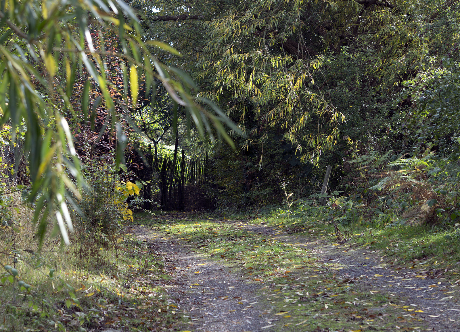 2016-10-26-Barking_Autumn_Landscape_Beam-Valley-Country-Park