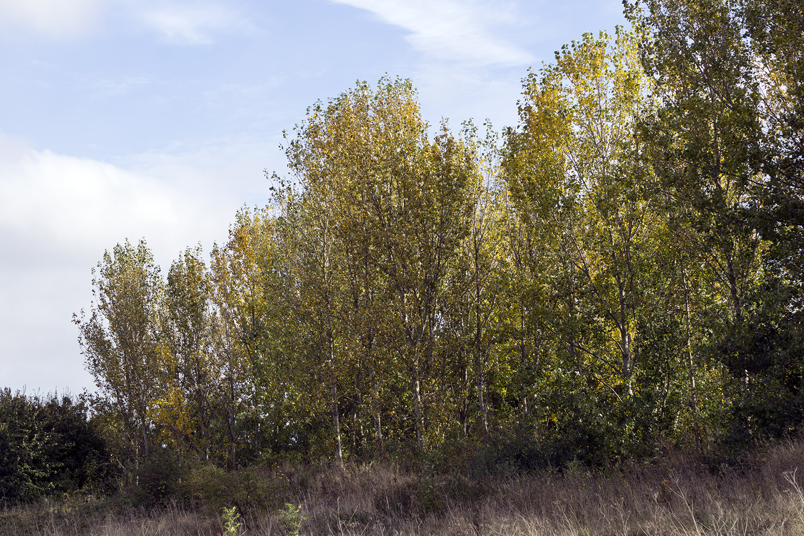 2016-10-26-Havering_Autumn_Flora_View-from-Beam-Valley-Country-Park-in-Barnet