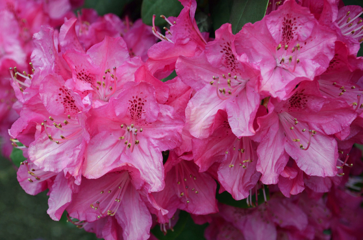 20160517_Enfield_PinkFlowers