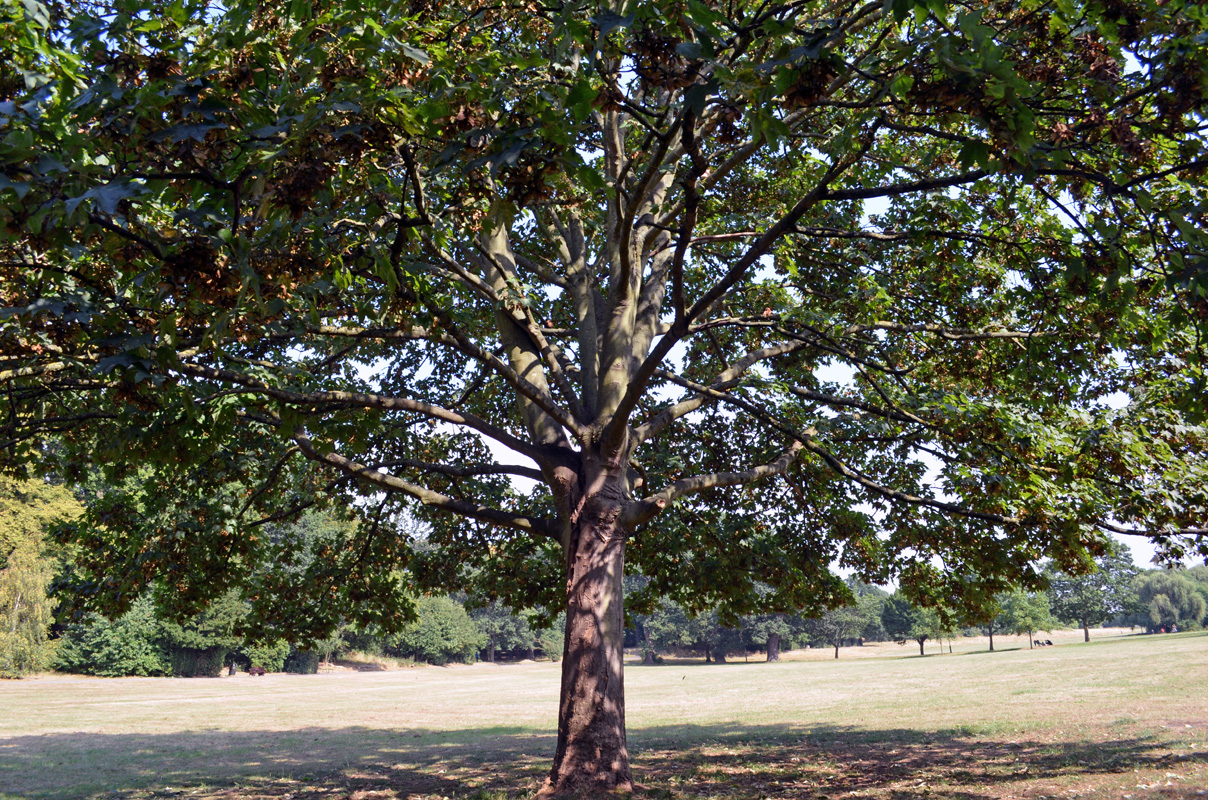 20160825_Southgate_ArnosPark_Trees