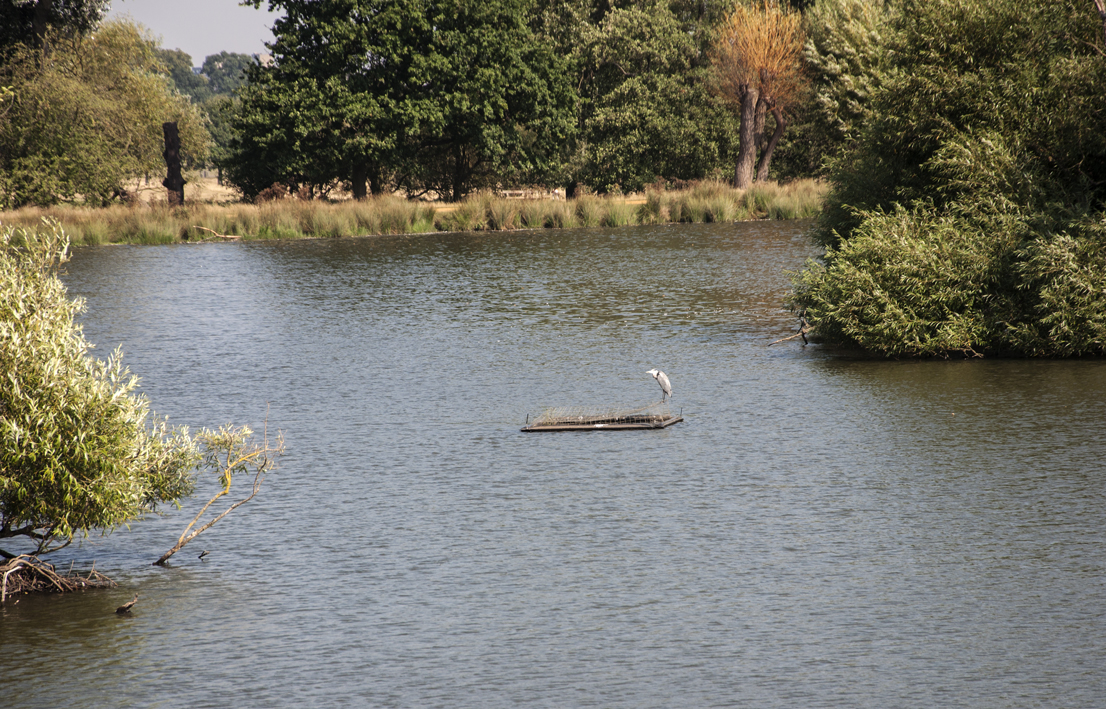 20160914_Richmond-upon-Thames_-Richmond-Park_Resting-heron