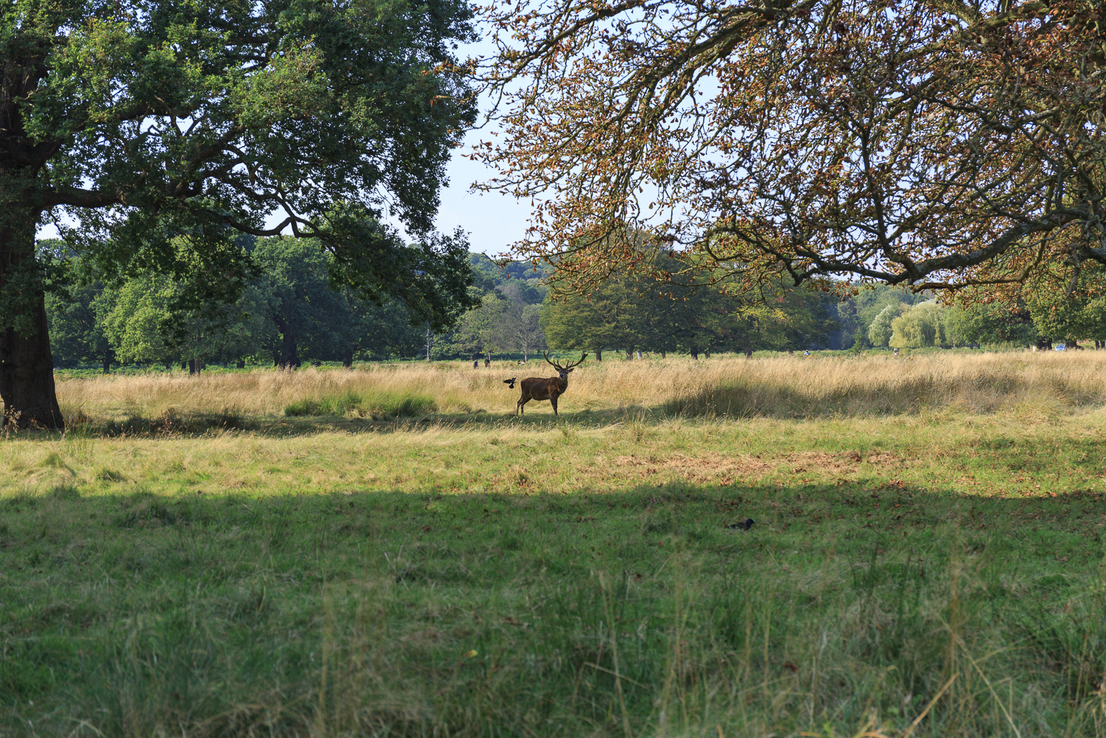 20160914_Richmond_Richmond-Park_FlyBy