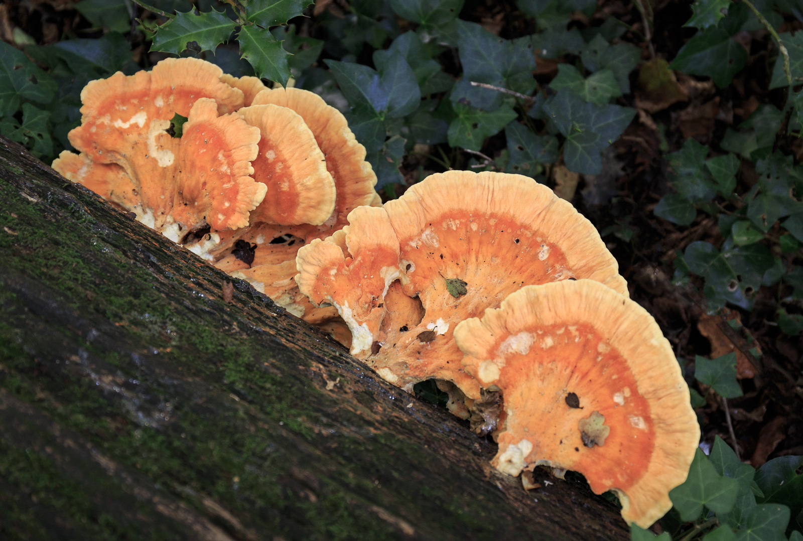 20160928_Barnet_Big-Wood_Fungi