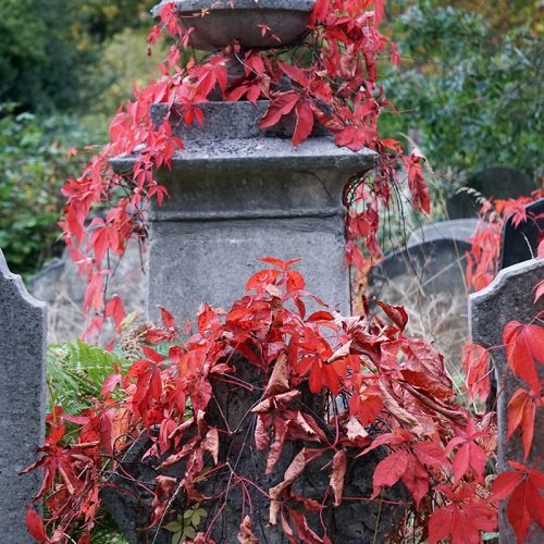 201610-15-Kensington-and-Chelsea_Flora_Autumn_Brompton-Cemetery-Autumn-colour