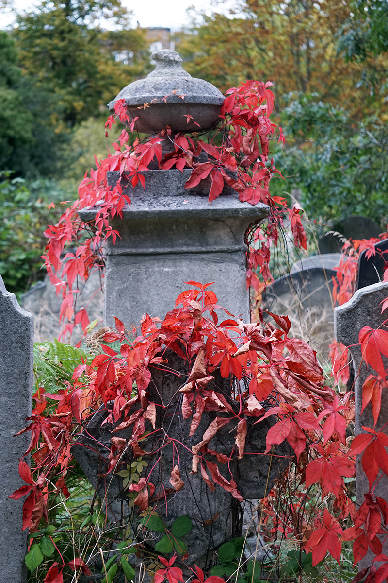 201610-15-Kensington-and-Chelsea_Flora_Autumn_Brompton-Cemetery-Autumn-colour