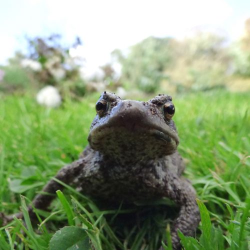 20161005_Tower-Hamlets_Victoria-Park_Toad-In-The-Hole