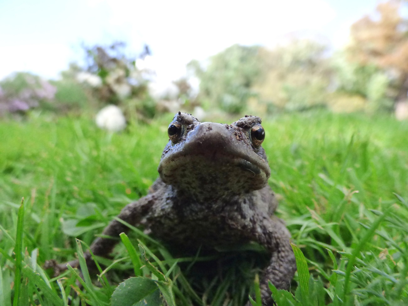 20161005_Tower-Hamlets_Victoria-Park_Toad-In-The-Hole