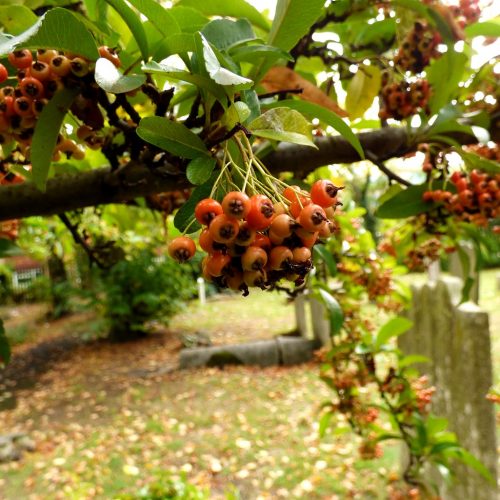20161016_Newham_Church-of-St-Mary-the-Virgin_Berries-over-the-Buried